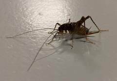 Ceuthophilus maculatus