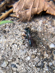 Pompilidae