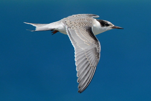 White-cheeked Tern