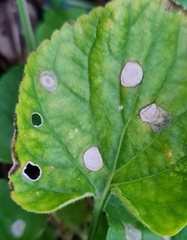 Wilsonomyces carpophilus