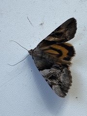 Catocala fulminea