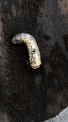 Scarabaeidae