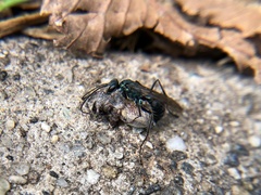 Pompilidae