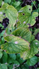 Wilsonomyces carpophilus