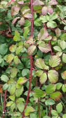 Rubus ulmifolius