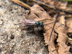 Pompilidae