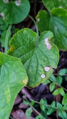 Wilsonomyces carpophilus