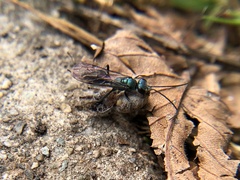 Pompilidae