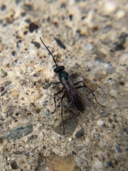 Pompilidae