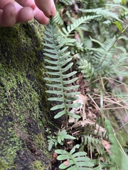 Polypodium