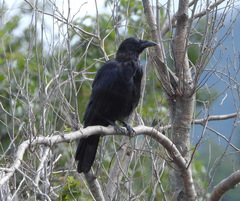 Corvus corone orientalis