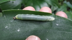 Notocrypta curvifascia