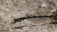 Onychogomphus uncatus