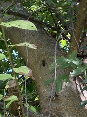 Acanthocephala declivis