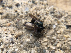 Pompilidae