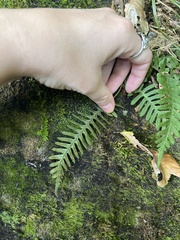 Polypodium