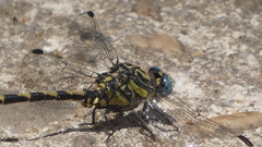 Onychogomphus uncatus