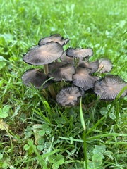 Coprinopsis