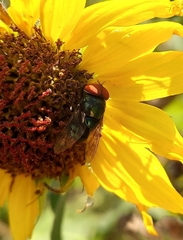 Chrysomya megacephala