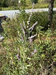 Salvia yangii
