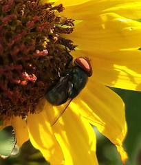 Chrysomya megacephala