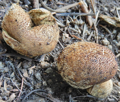 Lycoperdon