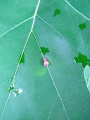 Zopheroteras sphaerula