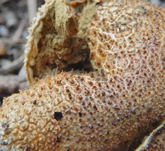 Lycoperdon