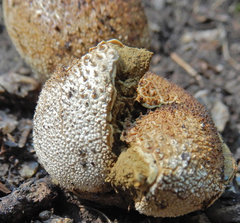 Lycoperdon