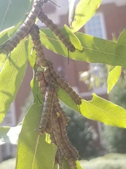 Anisota virginiensis