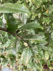 Elaeagnus