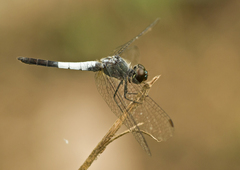 Brachydiplax farinosa