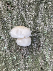 Oudemansiella mucida