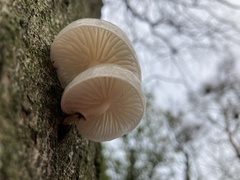 Oudemansiella mucida