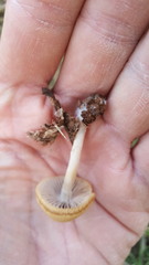 Psathyrella longipes