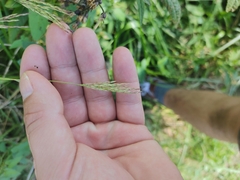 Brachypodium pinnatum