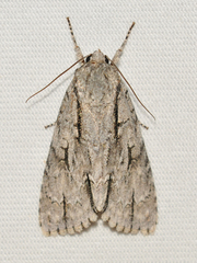 Acronicta lobeliae