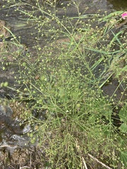 Alisma