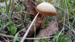 Psathyrella longipes