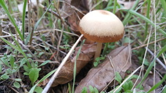 Psathyrella longipes