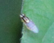 Thaumatomyia glabra