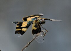 Rhyothemis variegata