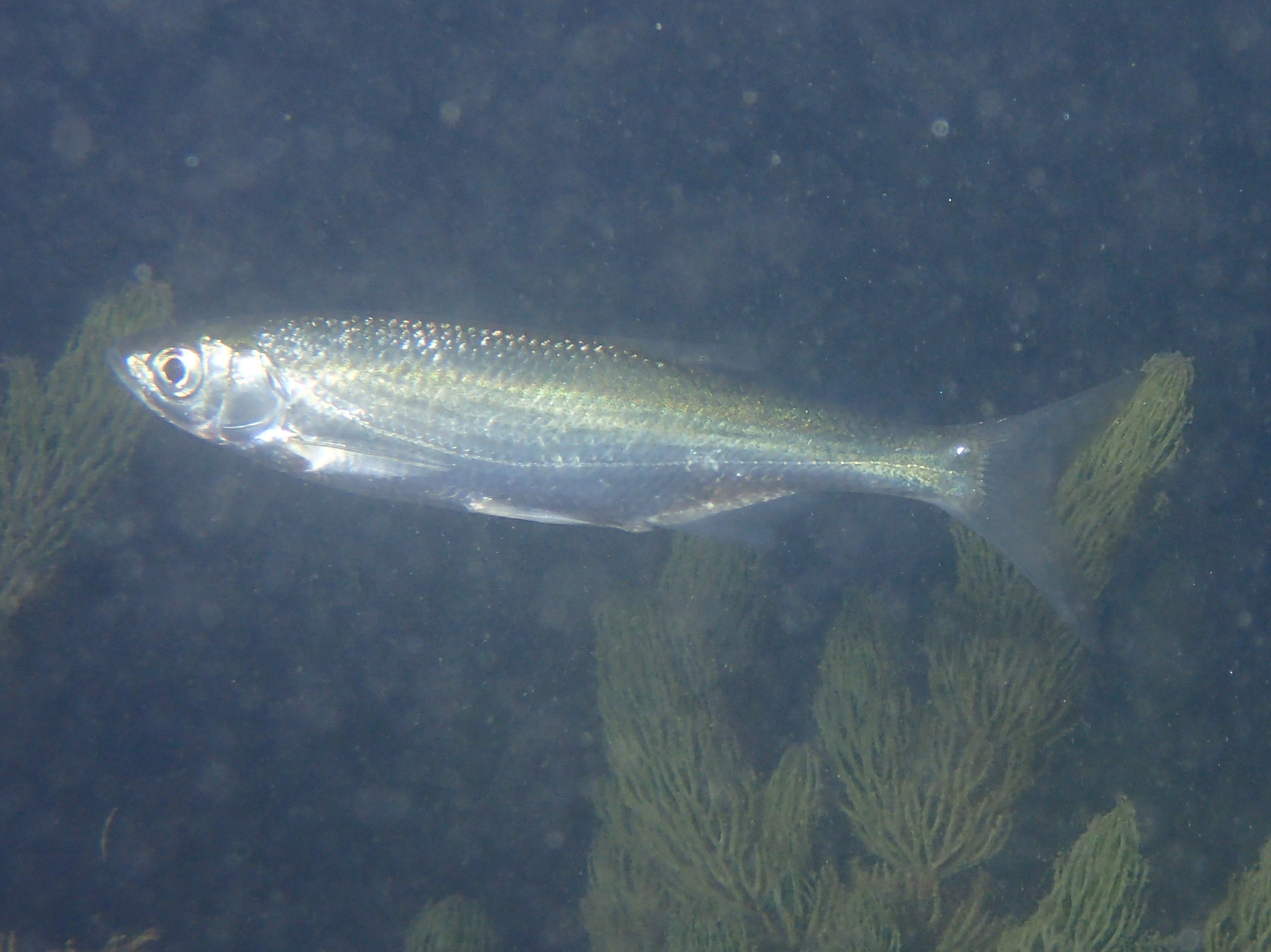 Catching fish. A lot of bleak known as Alburnus Alburnus and