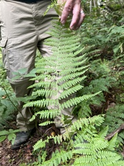 Polypodiopsida
