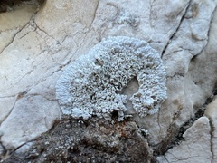 Lecanoraceae