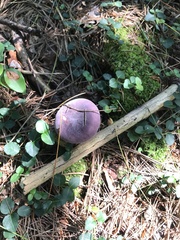 Russula mariae