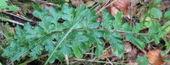 Asplenium adiantum-nigrum