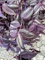 Tradescantia zebrina