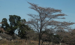 Combretum