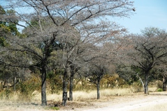 Combretum